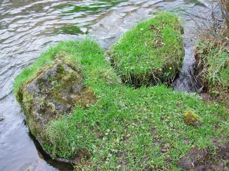 Grass